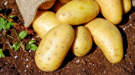 Ziemniaki – kaloryczne czy zdrowe? Fakty i mity