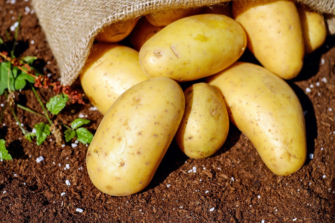 Ziemniaki – kaloryczne czy zdrowe? Fakty i mity